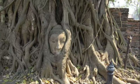Pohon Ini Hidup dan Bisa Berjalan Selama Ratusan Tahun, Kok Bisa?