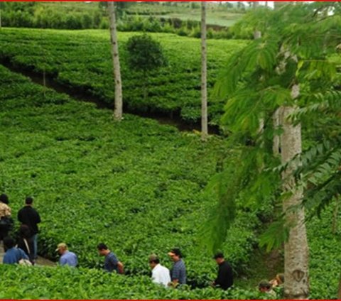 Sejarah Perkebunan Tlogo di Semarang, Perkebunan Kopi Peninggalan Belanda yang Punya Panorama Alam Indah