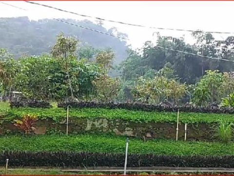 Sejarah Perkebunan Tlogo di Semarang, Perkebunan Kopi Peninggalan Belanda yang Punya Panorama Alam Indah