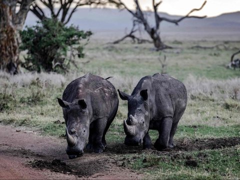 Lima Badak Terbang dari Afrika Selatan, Jadi Penumpang VIP Pesawat