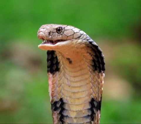 Chilling! Cobra Snake Hiding in a Helmet, Cracking Head Makes You Terrified