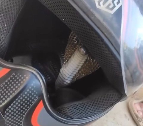 Chilling! Cobra Snake Hiding in a Helmet, Cracking Head Makes You Terrified