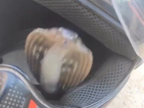 Chilling! Cobra Snake Hiding in a Helmet, Cracking Head Makes You Terrified