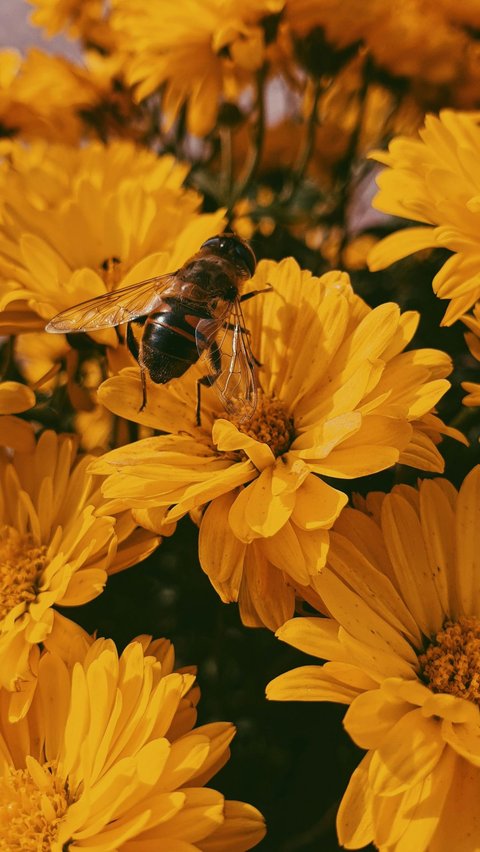 Madu hutan, juga dikenal sebagai madu liar, adalah pemanis alami yang dipanen dari nektar bunga di daerah hutan. Tidak seperti madu biasa yang diproduksi oleh lebah di sarang komersial, madu hutan dikumpulkan dari sarang lebah yang terletak di hutan belantara yang belum terjamah. Tak heran, madu yang dihasilkan dianggap lebih berkualitas.