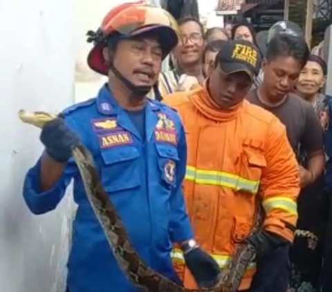 Visitors in Awe as a Large Snake Hangs from the Roof of a Stall, Firefighters' Casual Actions in Capturing it Become the Spotlight