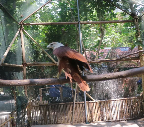 Mencegah Kepunahan Elang Bondol si Maskot Jakarta