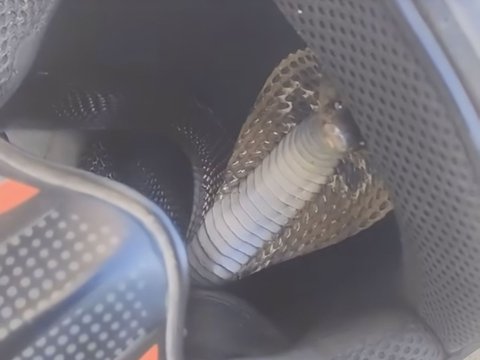 Chilling! Cobra Snake Hiding in a Helmet, Cracking Head Makes You Terrified