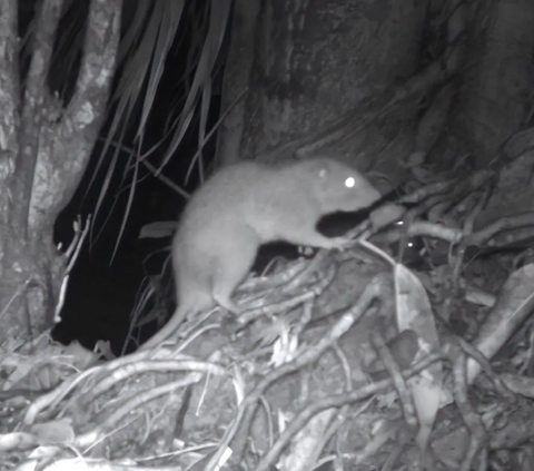 Hingga kini, alasan mengapa dan bagaimana tikus-tikus itu pergi dan dapat bertahan hidup di lingkungan ekstrim tersebut belum jelas. 