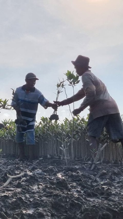 Cerita Kelompok Tani Tunas Tanjung Harapan Lestarikan Mangrove di Deli Serdang