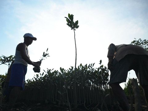 Cerita Kelompok Tani Tunas Tanjung Harapan Lestarikan Mangrove di Deli Serdang