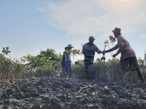 Cerita Kelompok Tani Tunas Tanjung Harapan Lestarikan Mangrove di Deli Serdang