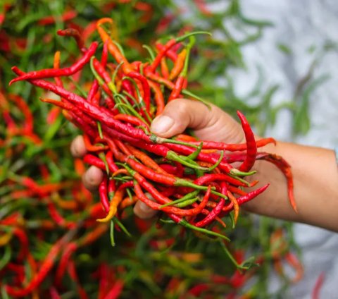 Apa Sih yang Bikin Orang Indonesia Doyan Banget Makan Pedas?