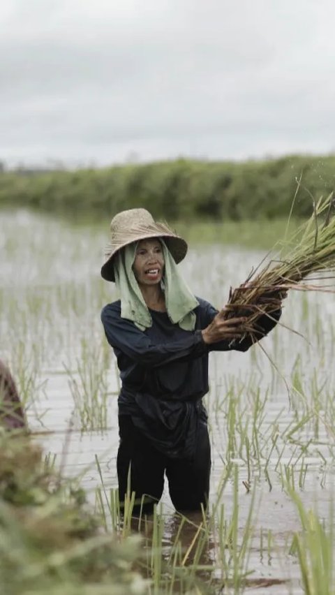 Iklim Sulit Ditebak, Kementan Ingatkan Petani Ikut AUTP