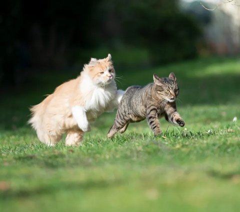 Punya Kucing Bisa Bikin Susah Hamil, Mitos atau Fakta Ya?