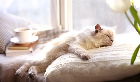 Kalau Nggak Punya Kucing, Apakah Terbebas dari Risiko Toksoplasma?