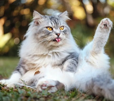 Punya Kucing Bisa Bikin Susah Hamil, Mitos atau Fakta Ya?