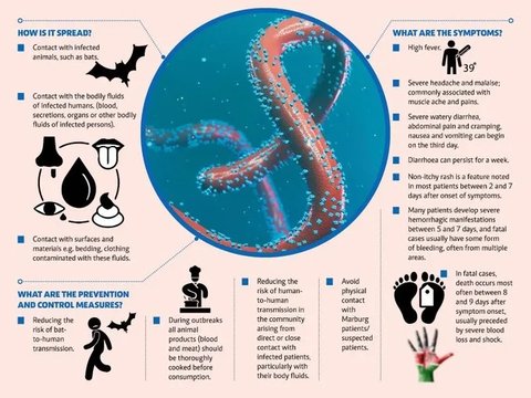 Marburg, Virus Mematikan dari Afrika