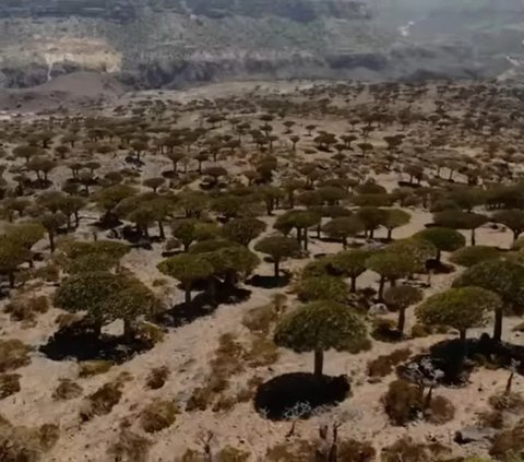 Socotra, Pulau Tempat Dajjal Dirantai Tuhan?