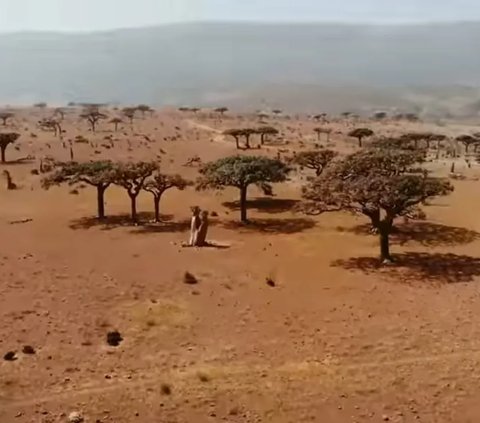 Socotra, Pulau Tempat Dajjal Dirantai Tuhan?