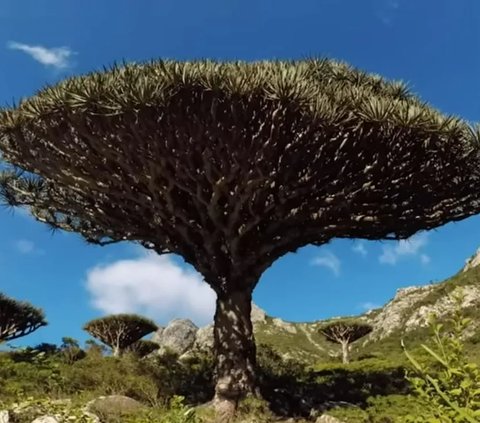 Socotra, Pulau Tempat Dajjal Dirantai Tuhan?