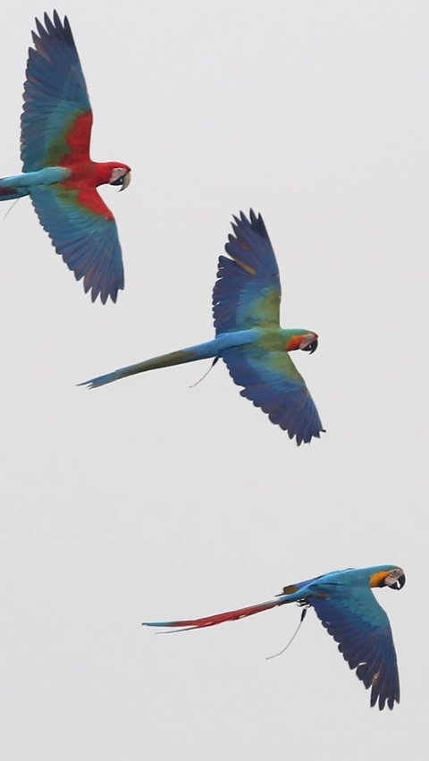 Burung Mati Dibuat Drone