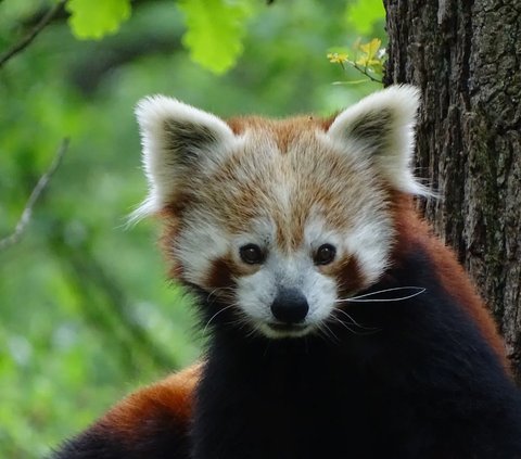 Panda Merah atau Ailurus fulgens hidup di kawasan Himalaya, China, Laos dan Myanmar.