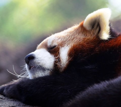 Panda Merah aktif mencari makan di pagi dan sore hari. Waktu siang dihabiskan dengan tidur di atas pohon.