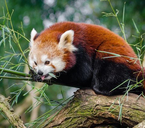 Seperti Panda besar, Panda Merah juga memakan bambu. Kadang mereka menyantap burung kecil, telur dan serangga.