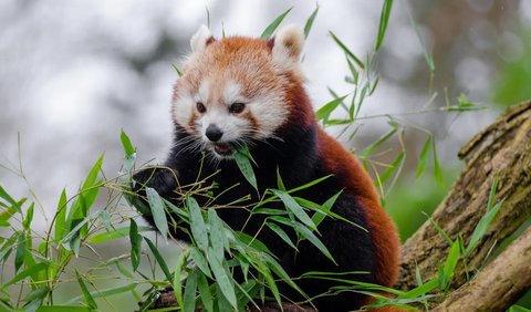 Sayangnya Panda Merah Yang Lucu ini Terancam Punah