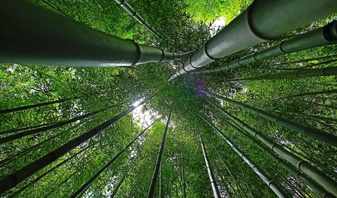 Habitat Panda Merah di Hutan Bambu Kawasan Pegunungan Tinggi Terus Terdesak