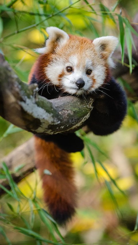 Ukuran Panda Merah hanya sedikit lebih besar dari kucing domestik