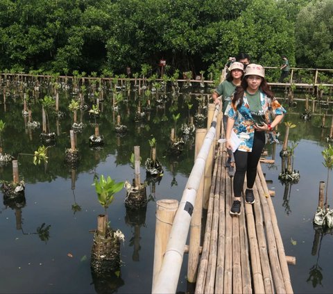 Melestarikan Hutan Mangrove di Pesisir Jakarta