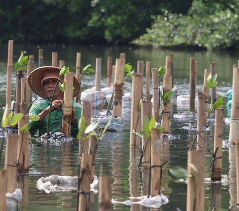 Melestarikan Hutan Mangrove di Pesisir Jakarta