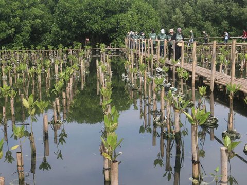 Di Indonesia, ada banyak hutan mangrove yang saat ini dijadikan tempat wisata alam.