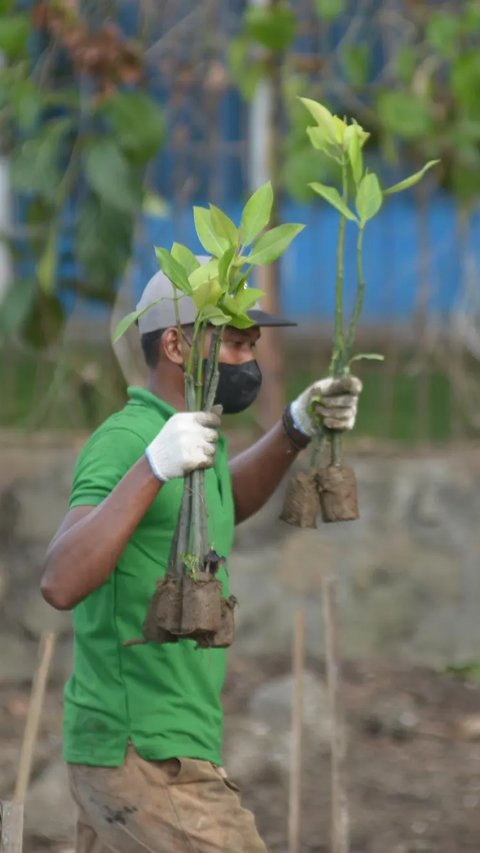 Melestarikan Hutan Mangrove di Pesisir Jakarta