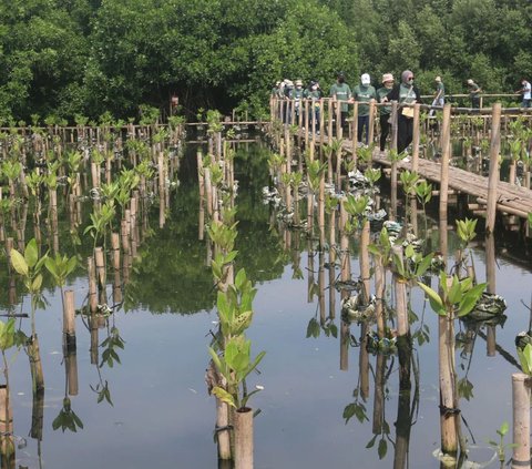 Melestarikan Hutan Mangrove di Pesisir Jakarta