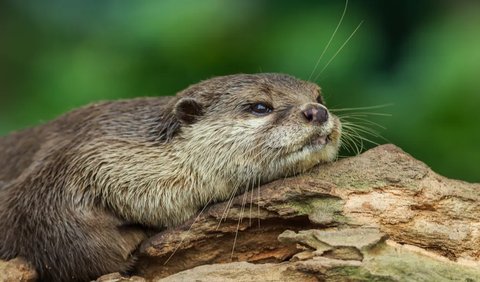 Otter Bukan Berang-Berang