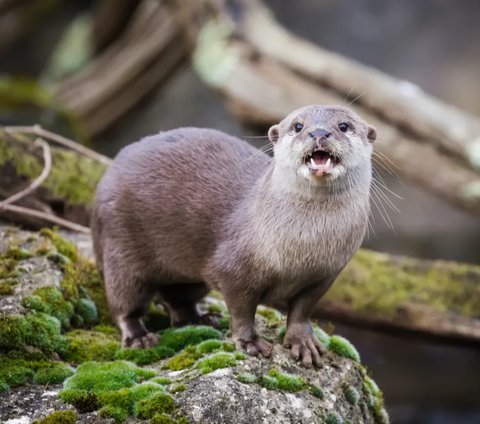 Saking luangnya, otter membangun seluncuran sendiri di tepi sungai untuk main bersama otter lainnya.