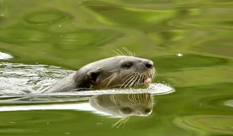 Bisa Berenang Hingga 7 Mil Per Jam