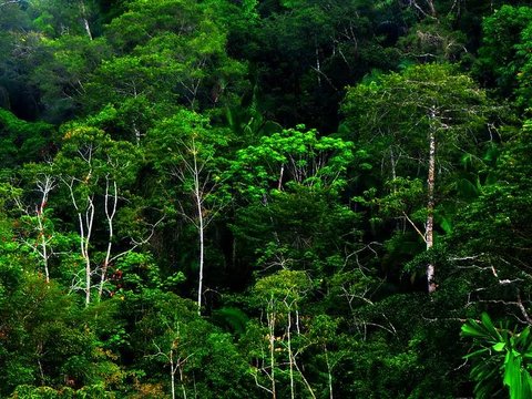 Edelweis, Bunga Abadi yang Tak Boleh Dipetik