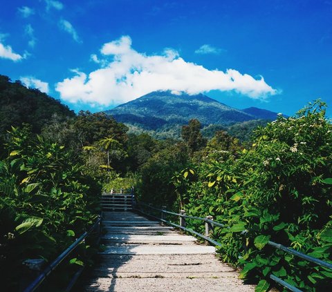 Tempat terbaik untuk melihat Edelweiss berada di Tegal Alun (Gunung Papandayan), Alun-Alun Surya Kencana (Gunung Gede), Alun-Alun Mandalawangi (Gunung Pangrango), dan Plawangan Sembalun (Gunung Rinjani).