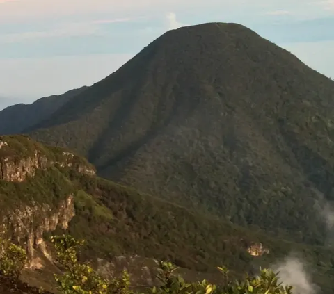 Bunga ini merupakan tumbuhan endemik zona alpina/montana di berbagai pegunungan tinggi di Indonesia yang saat ini dikategorikan sebagai tumbuhan langka.