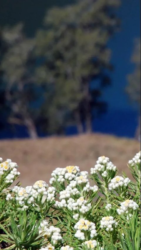 Jika dibiarkan tumbuh cukup kokoh, Edelweiss dapat menjadi tempat bersarang burung tiung batu licik Myophonus glaucinus.