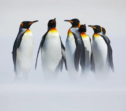 Kenapa Warna Penguin Hitam dan Putih?