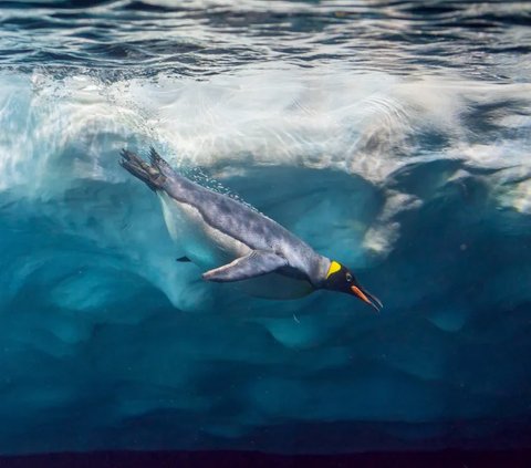 Tujuan lain dari warna hitam putih pada penguin adalah memudahkan berburu mangsa, lantaran susah dikenali.