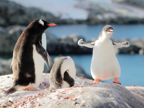 Kenapa Warna Penguin Hitam dan Putih?