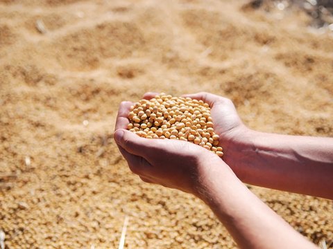 Sudah Ada Sejak 400 Tahun Lalu, Begini Perjalanan Tempe hingga Jadi Makanan Sejuta Umat