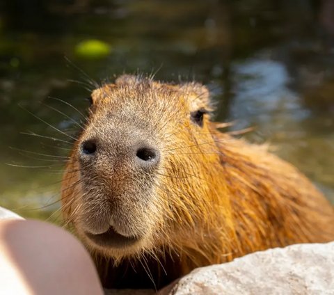 Kapibara sempat dianggap sejenis babi. Namun, setelah diidentifikasi lebih lanjut, kapibara berkerabat dekat dengan marmut dan cavies.