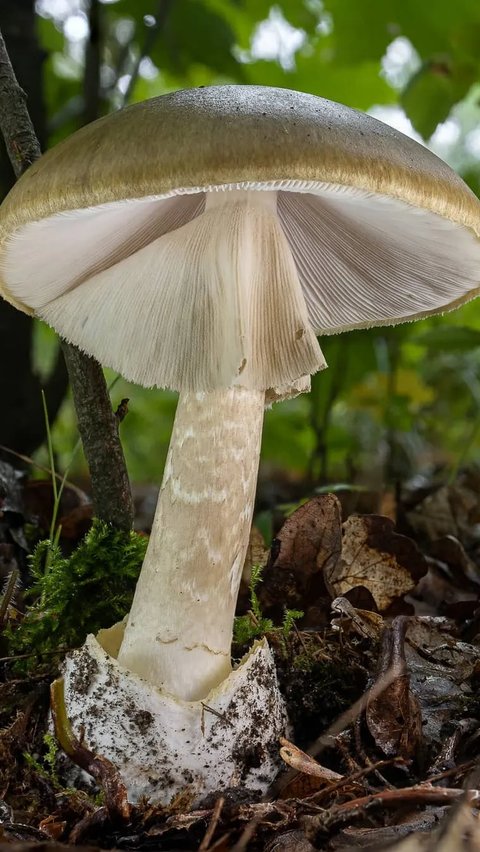 Amanita Phalloides