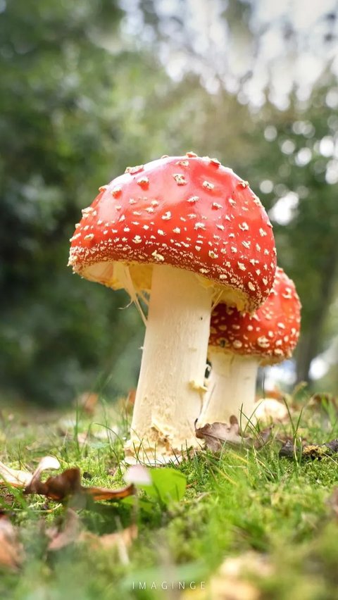 Amanita Muscaria